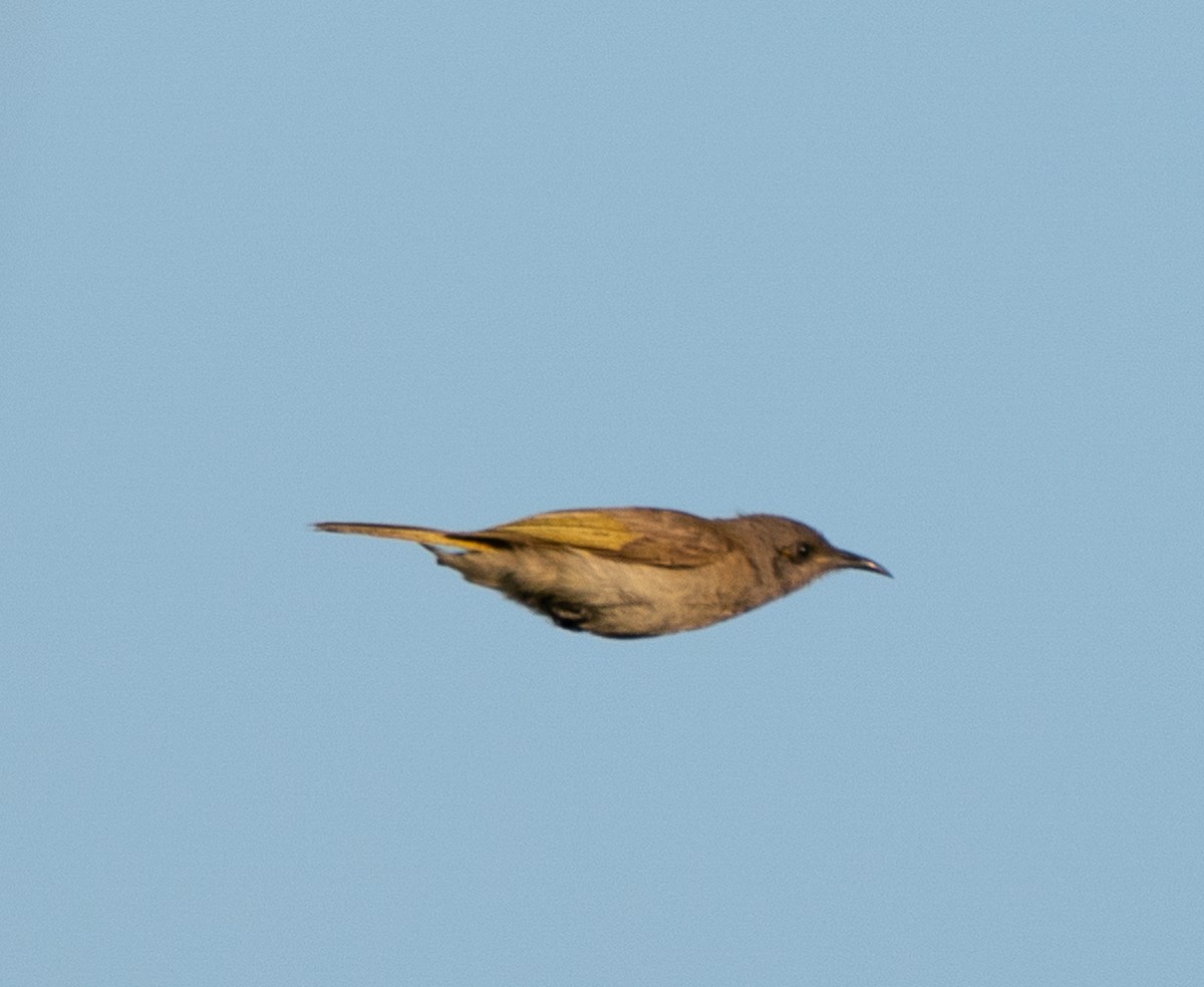 Brown Honeyeater - ML643565149