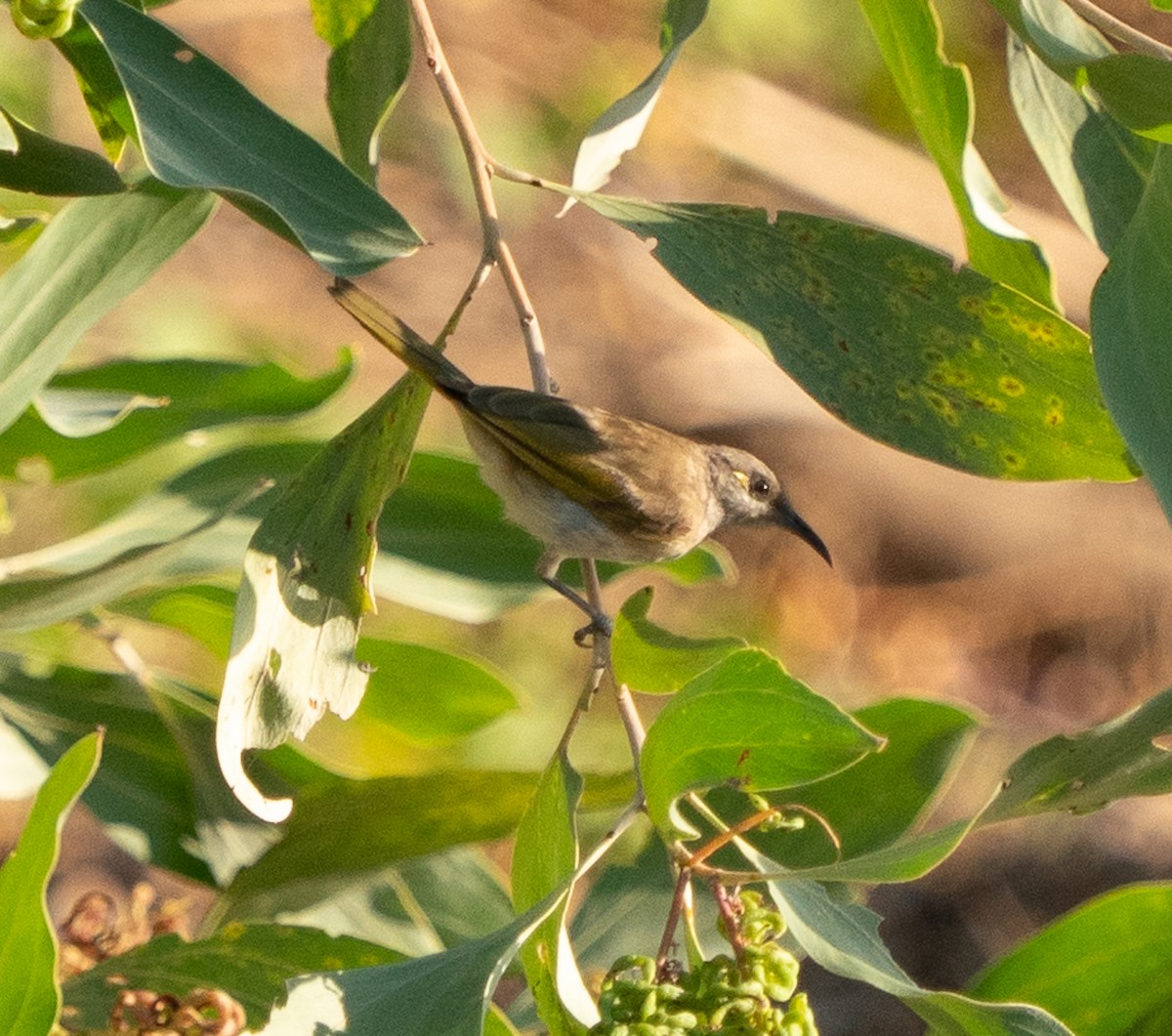 Brown Honeyeater - ML643565150