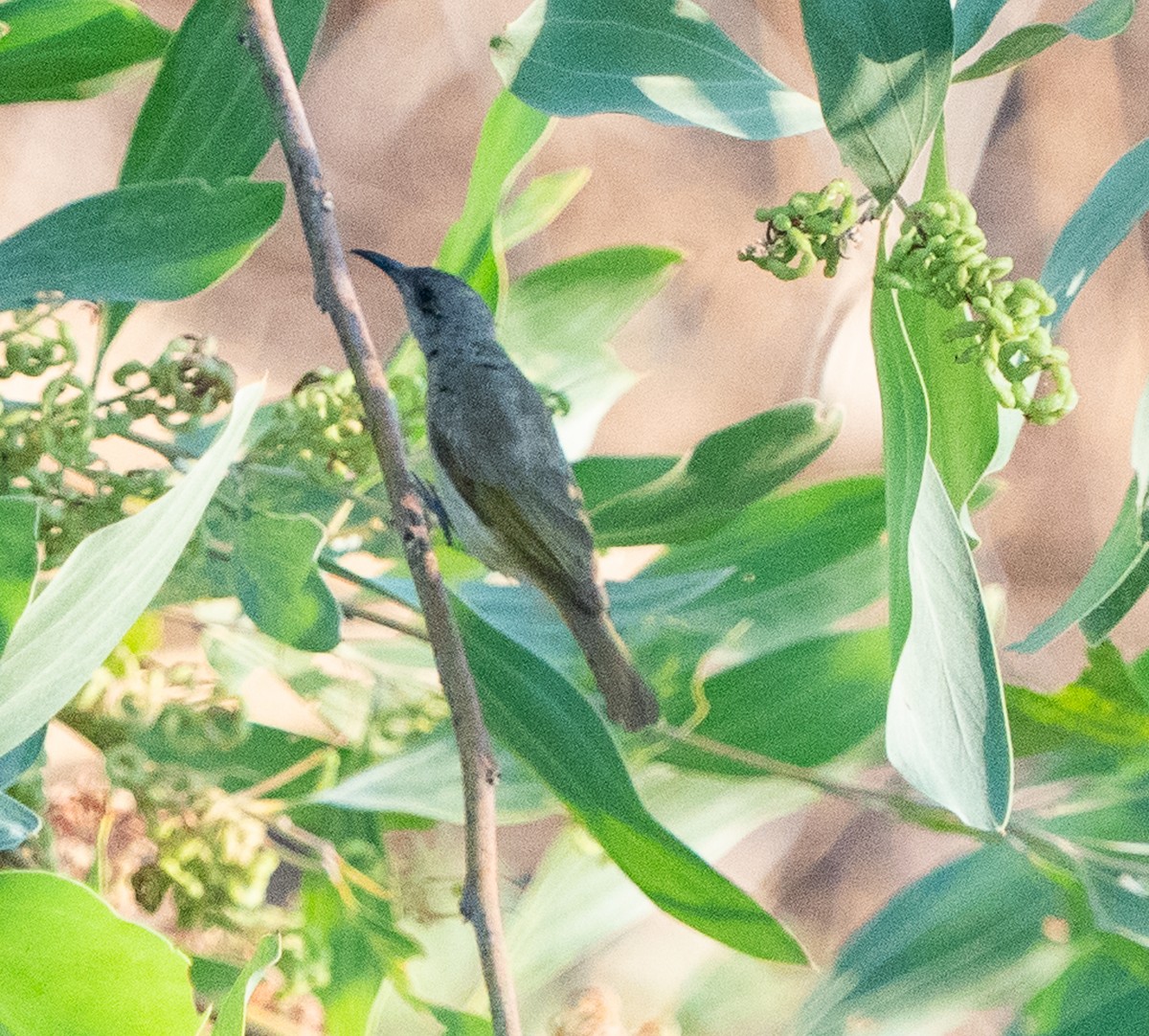 Brown Honeyeater - ML643565151