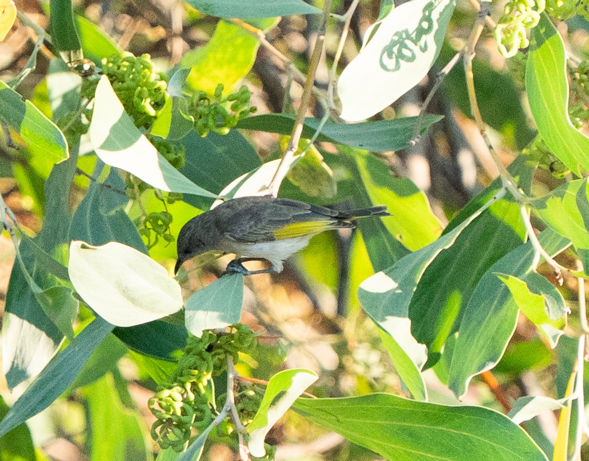 Brown Honeyeater - ML643565152