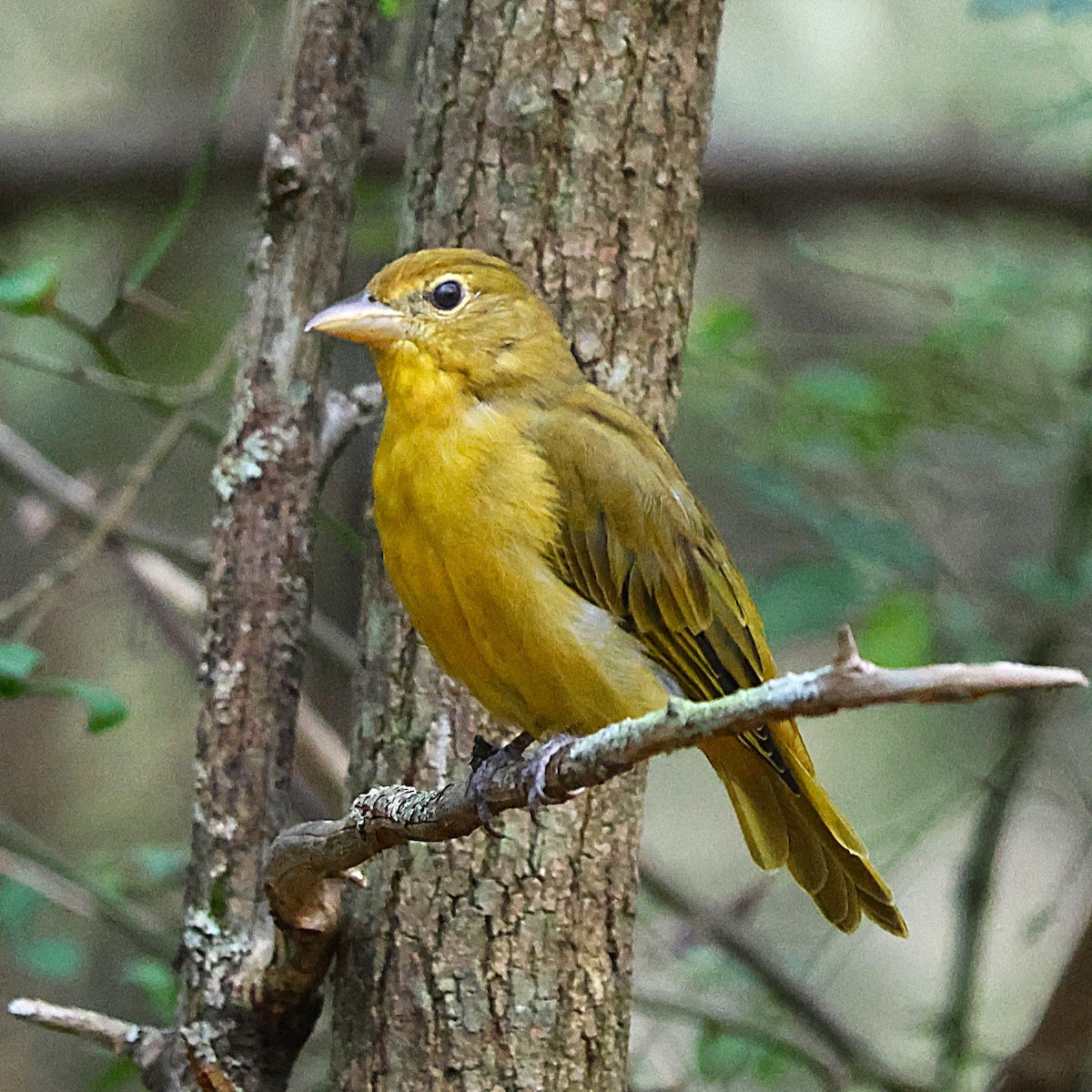 Summer Tanager - ML643565155