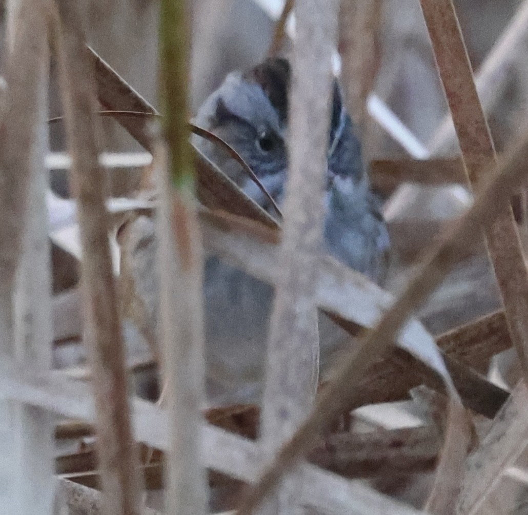 Swamp Sparrow - ML643565165
