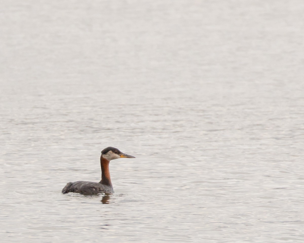Red-necked Grebe - ML643565179