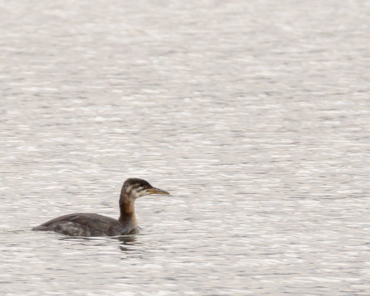 Red-necked Grebe - ML643565180