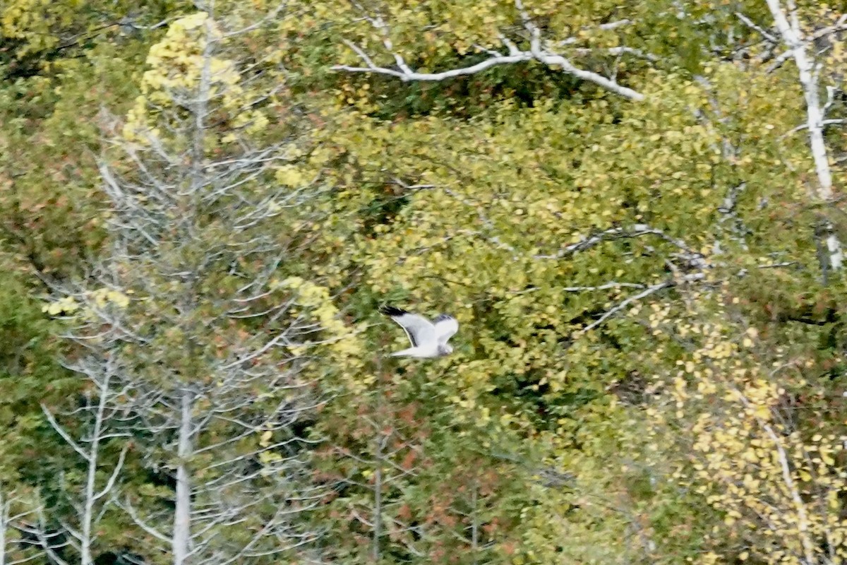 Northern Harrier - ML643565182