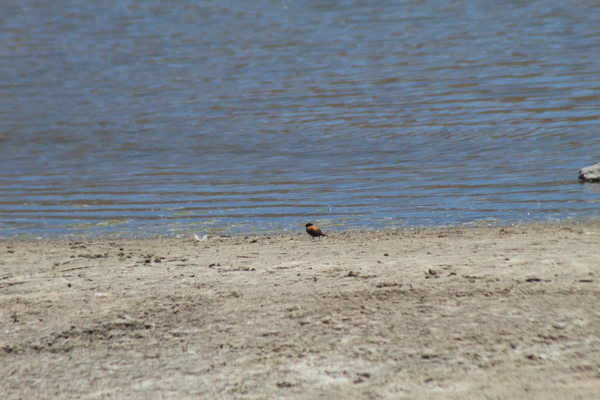 Andean Negrito - ML643565185