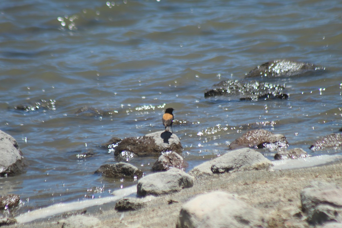 Andean Negrito - ML643565186