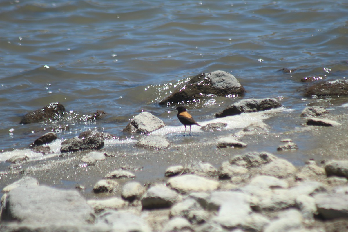 Andean Negrito - ML643565187