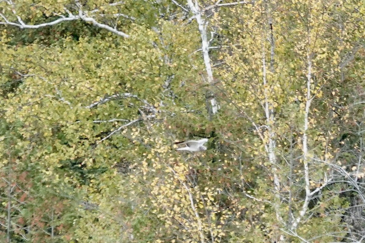 Northern Harrier - ML643565191
