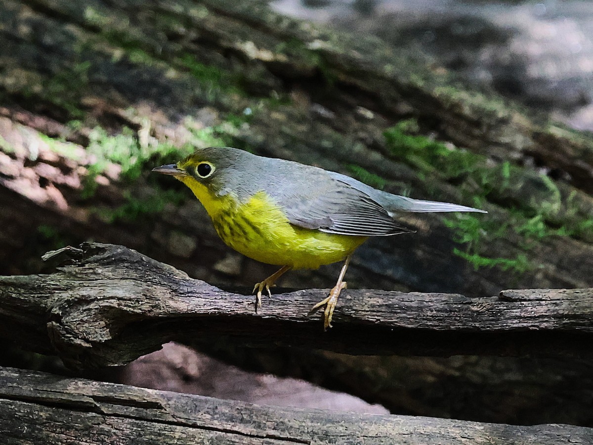 Canada Warbler - ML643565192