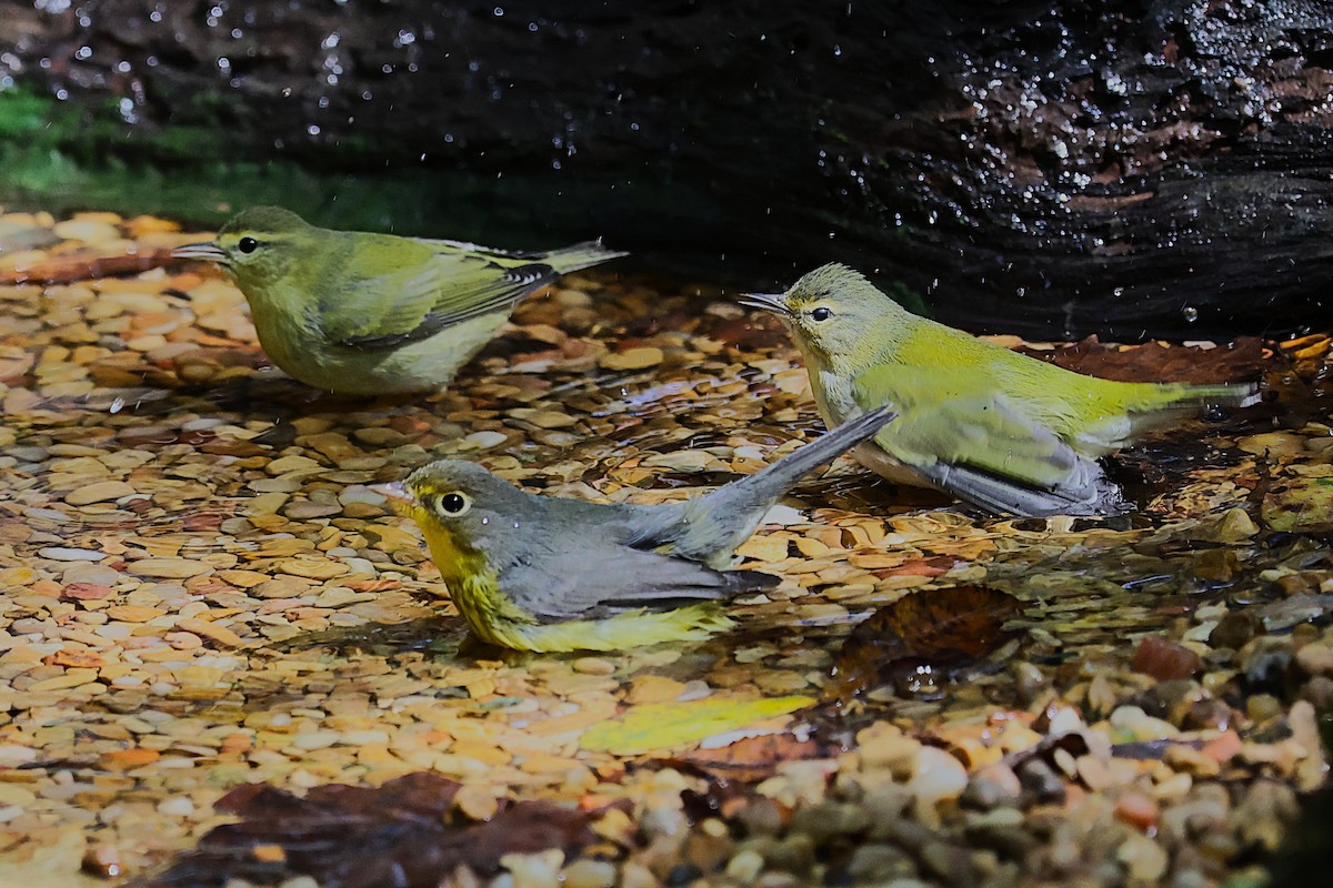 Canada Warbler - ML643565193