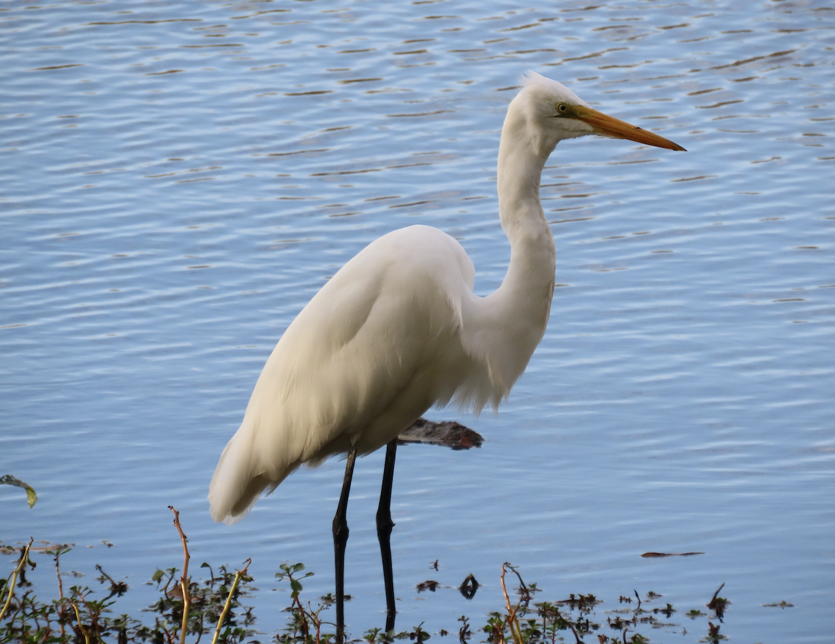 Great Egret - ML643565194