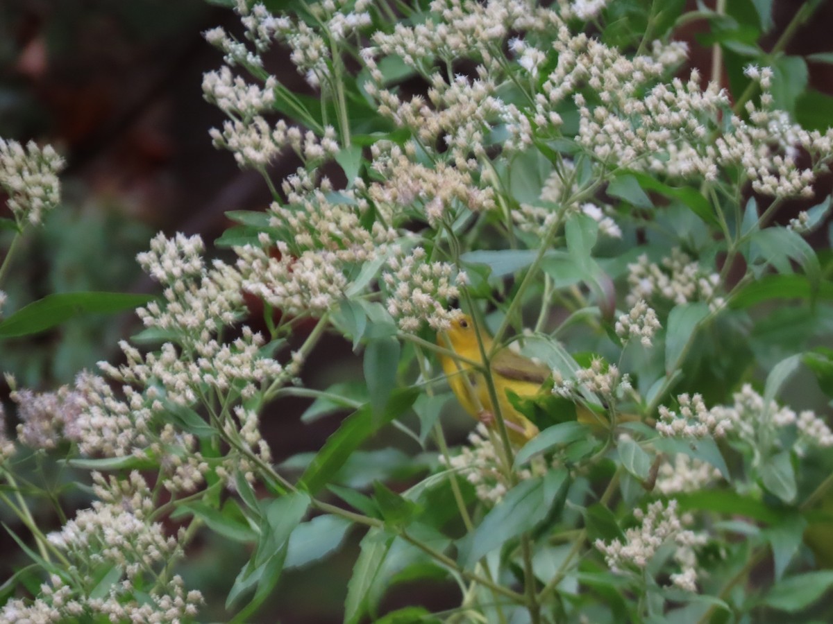 Wilson's Warbler - ML643565196