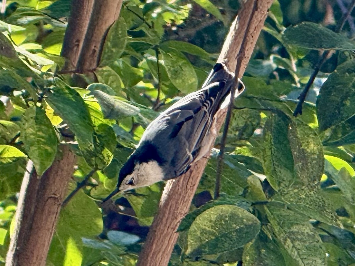 hvitbrystspettmeis (aculeata/alexandrae) - ML643565197
