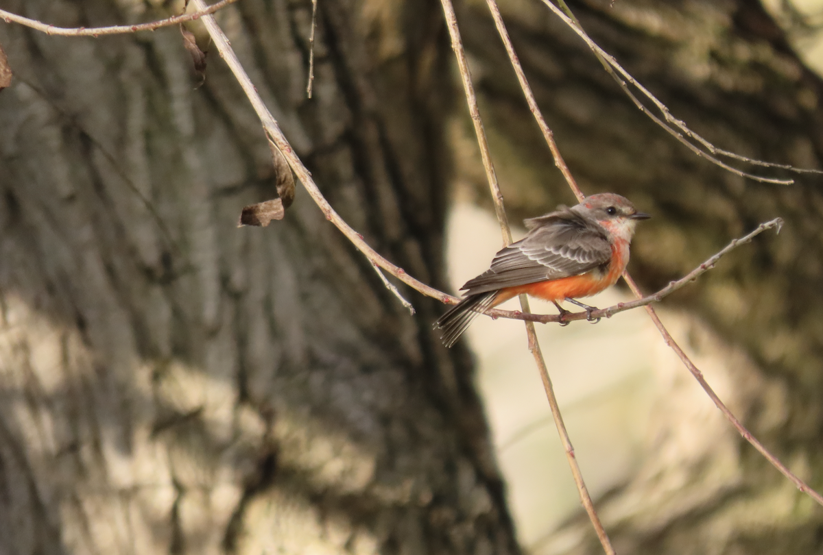 Vermilion Flycatcher - ML643565202