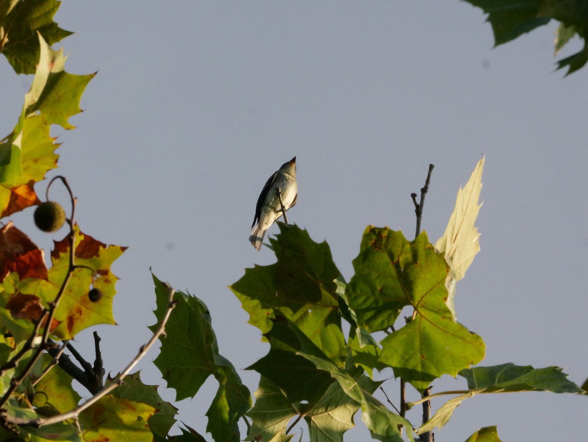 Eastern Wood-Pewee - ML643565207