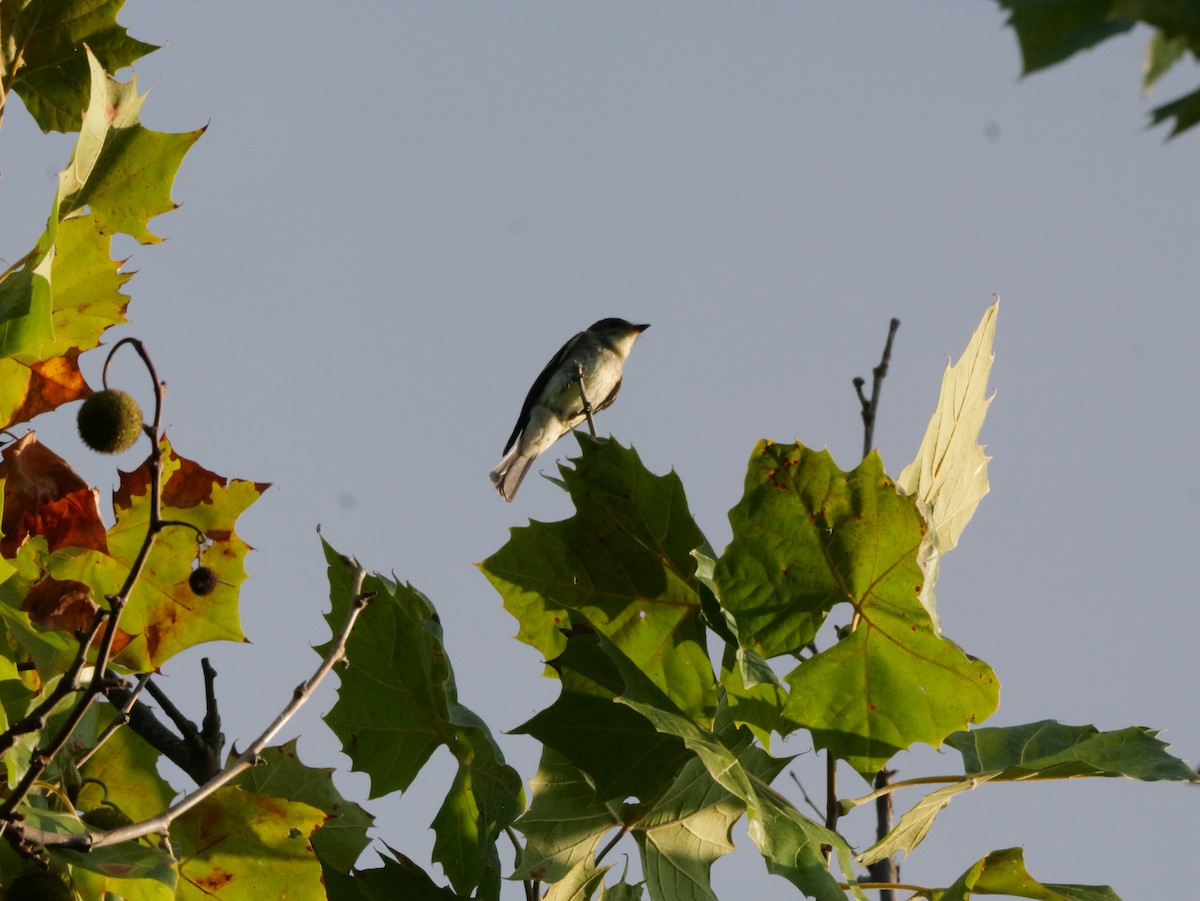 Eastern Wood-Pewee - ML643565208