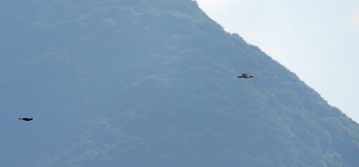 Lidth's Jay - ML643565209