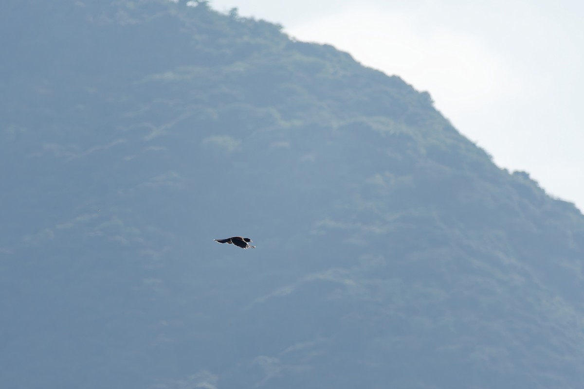 Lidth's Jay - ML643565212