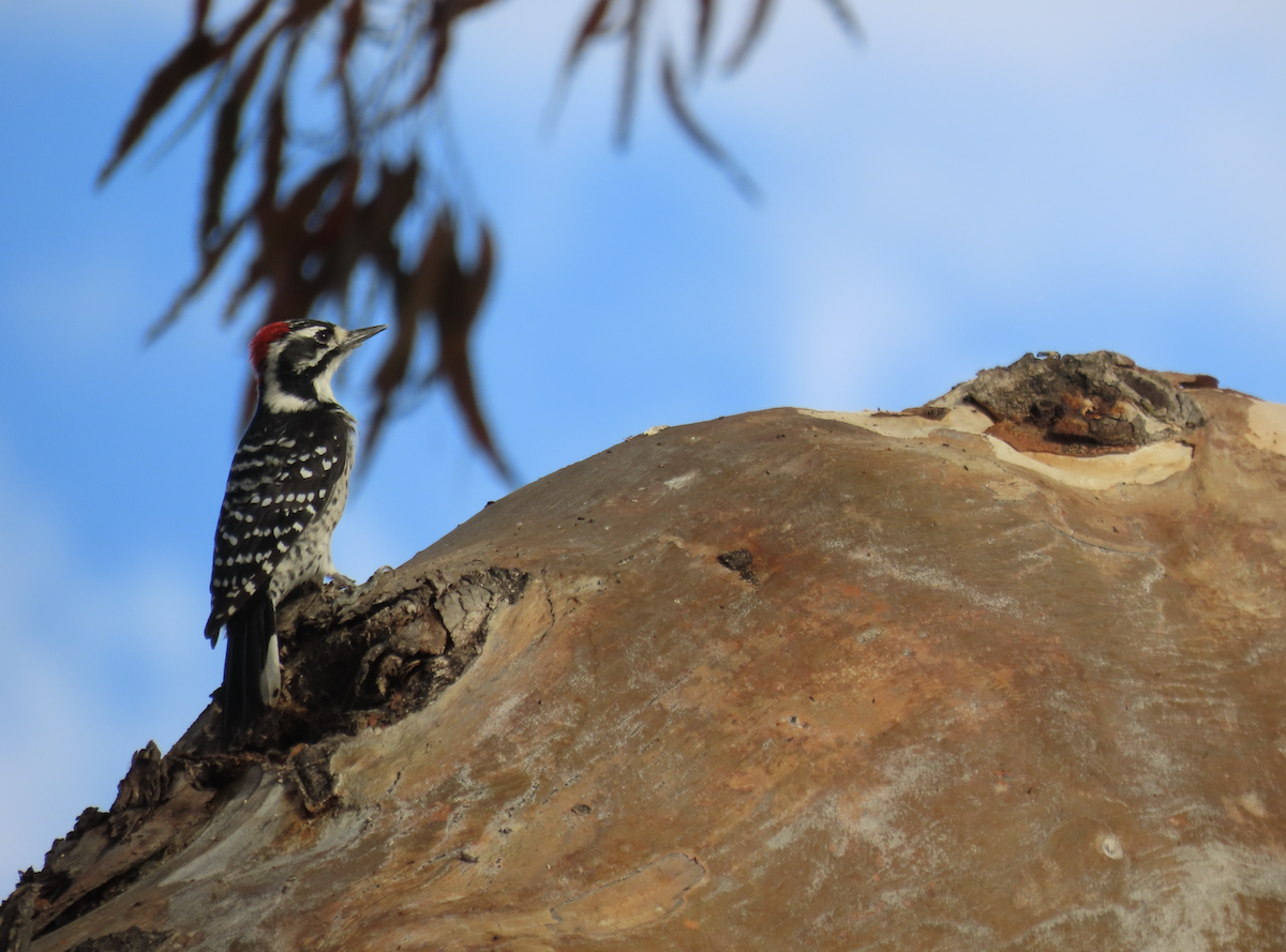 Nuttall's Woodpecker - ML643565224