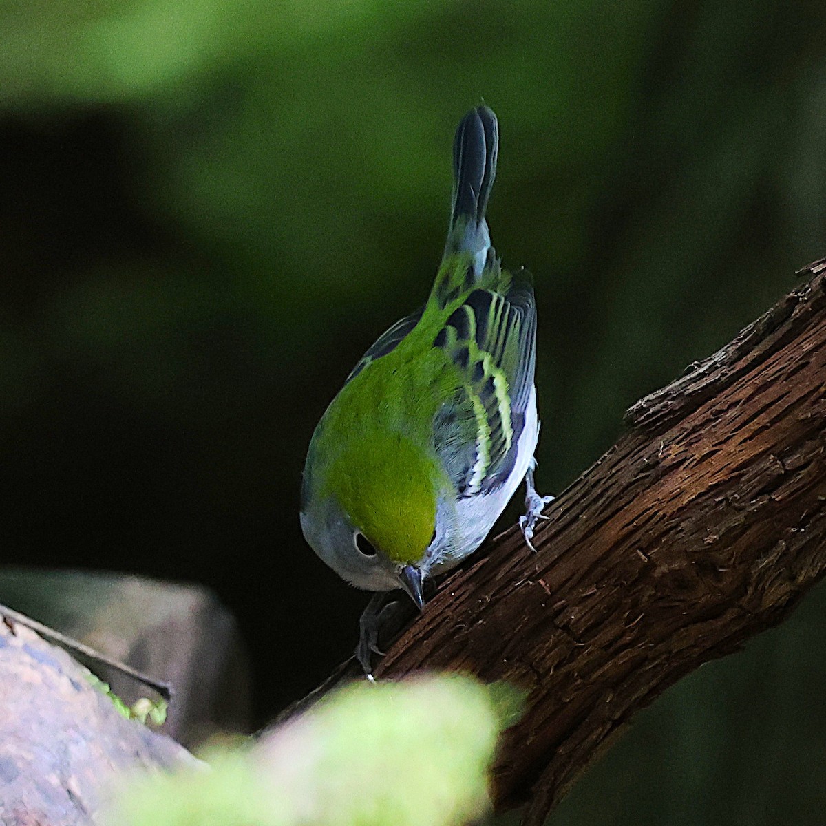 Chestnut-sided Warbler - ML643565231