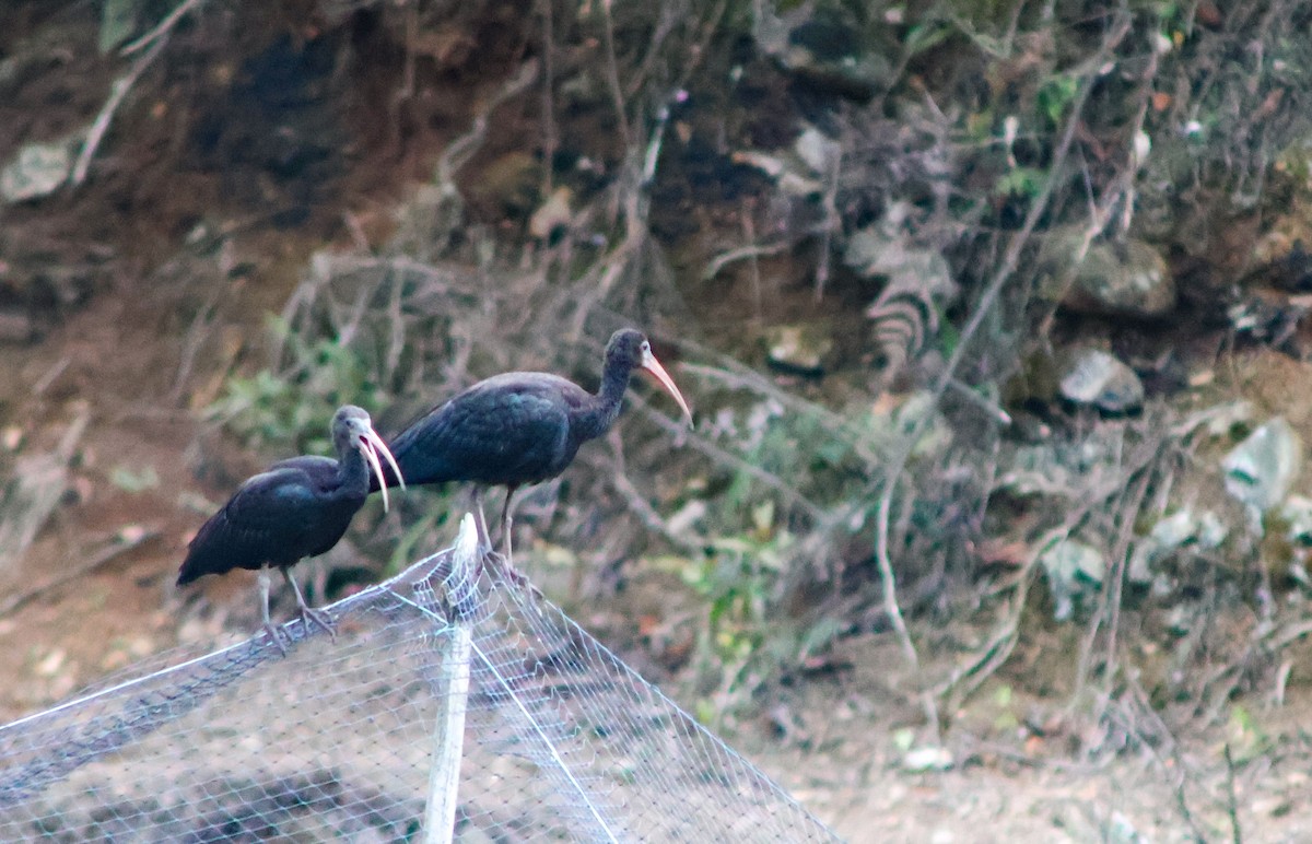 Bare-faced Ibis - ML643565232