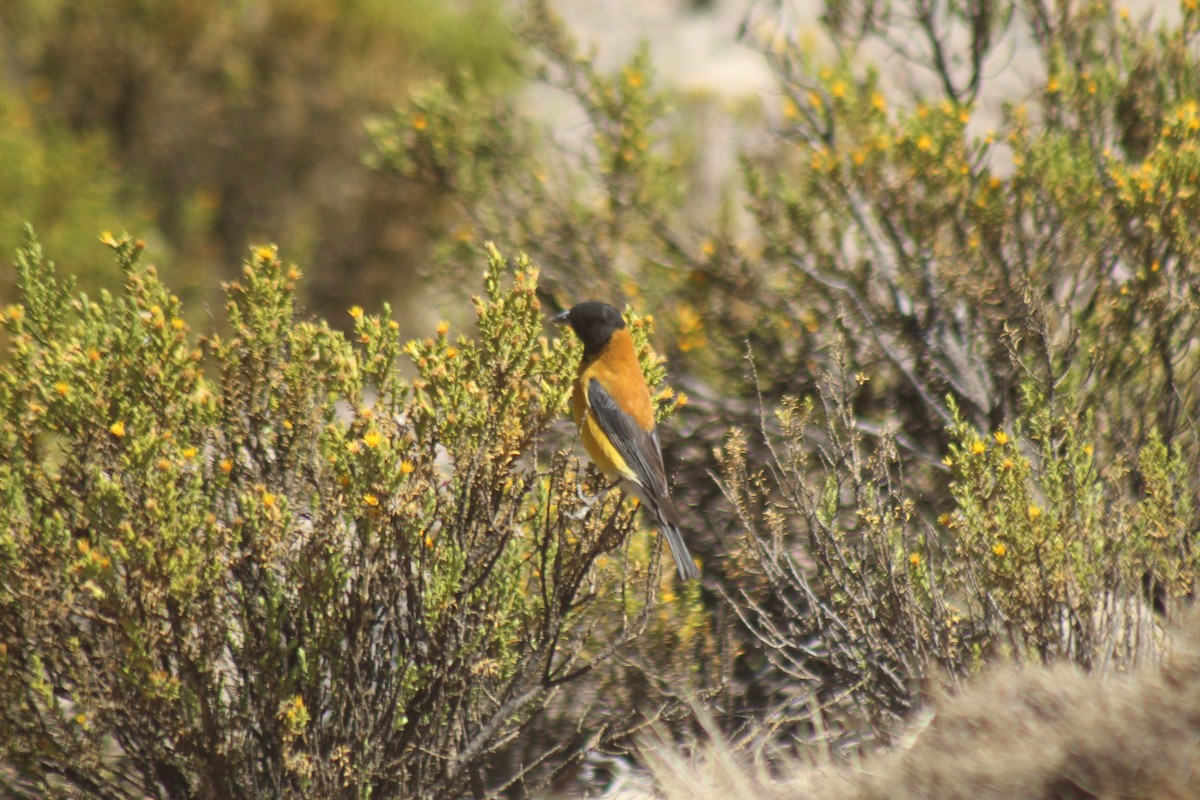 Black-hooded Sierra Finch - ML643565233