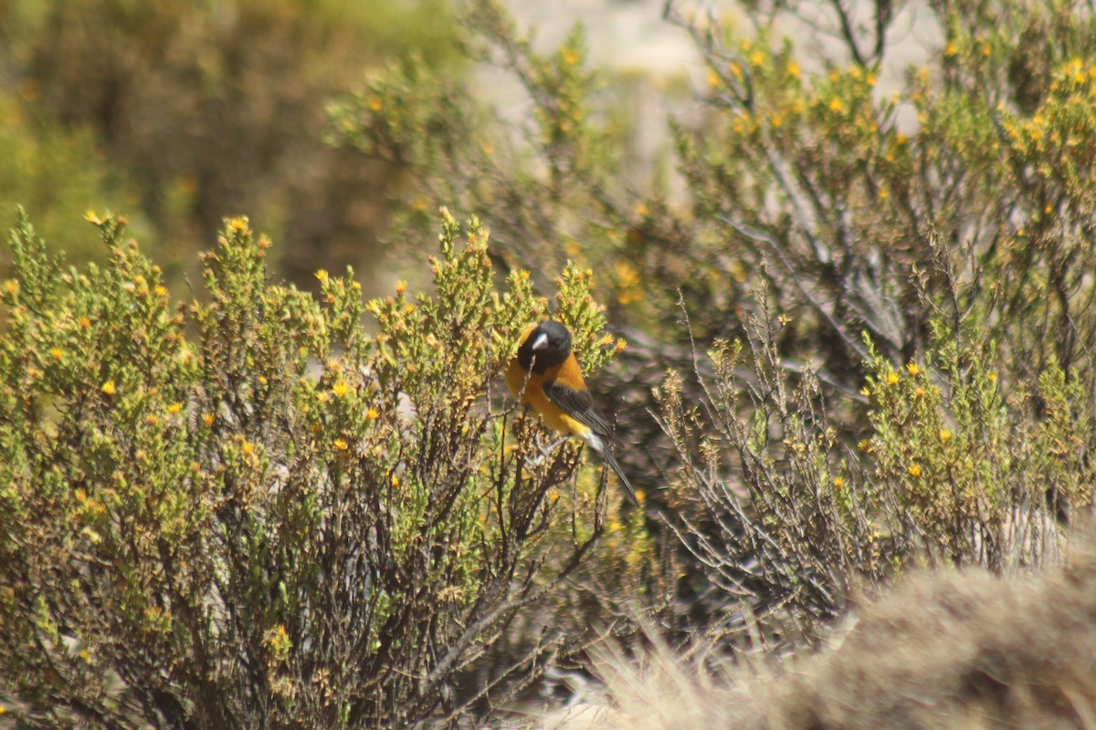 Black-hooded Sierra Finch - ML643565234