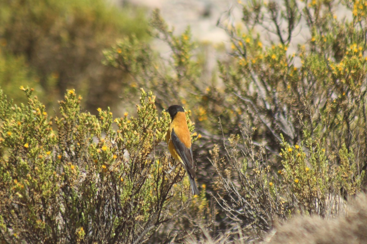 Black-hooded Sierra Finch - ML643565235
