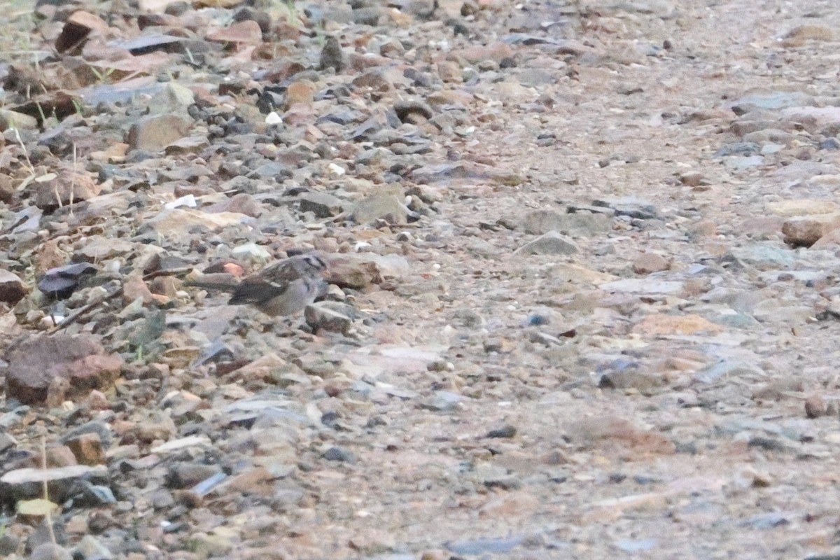 Zonotrichia sp. - ML643565236