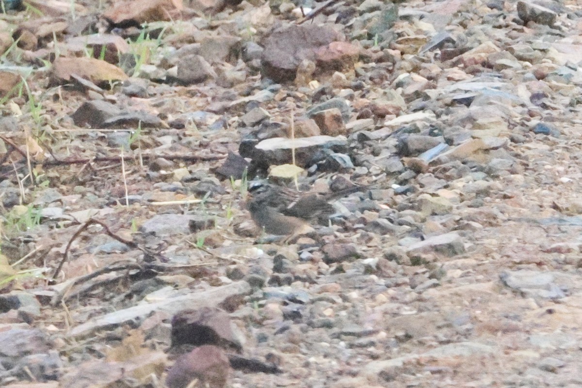 Zonotrichia sp. - ML643565238