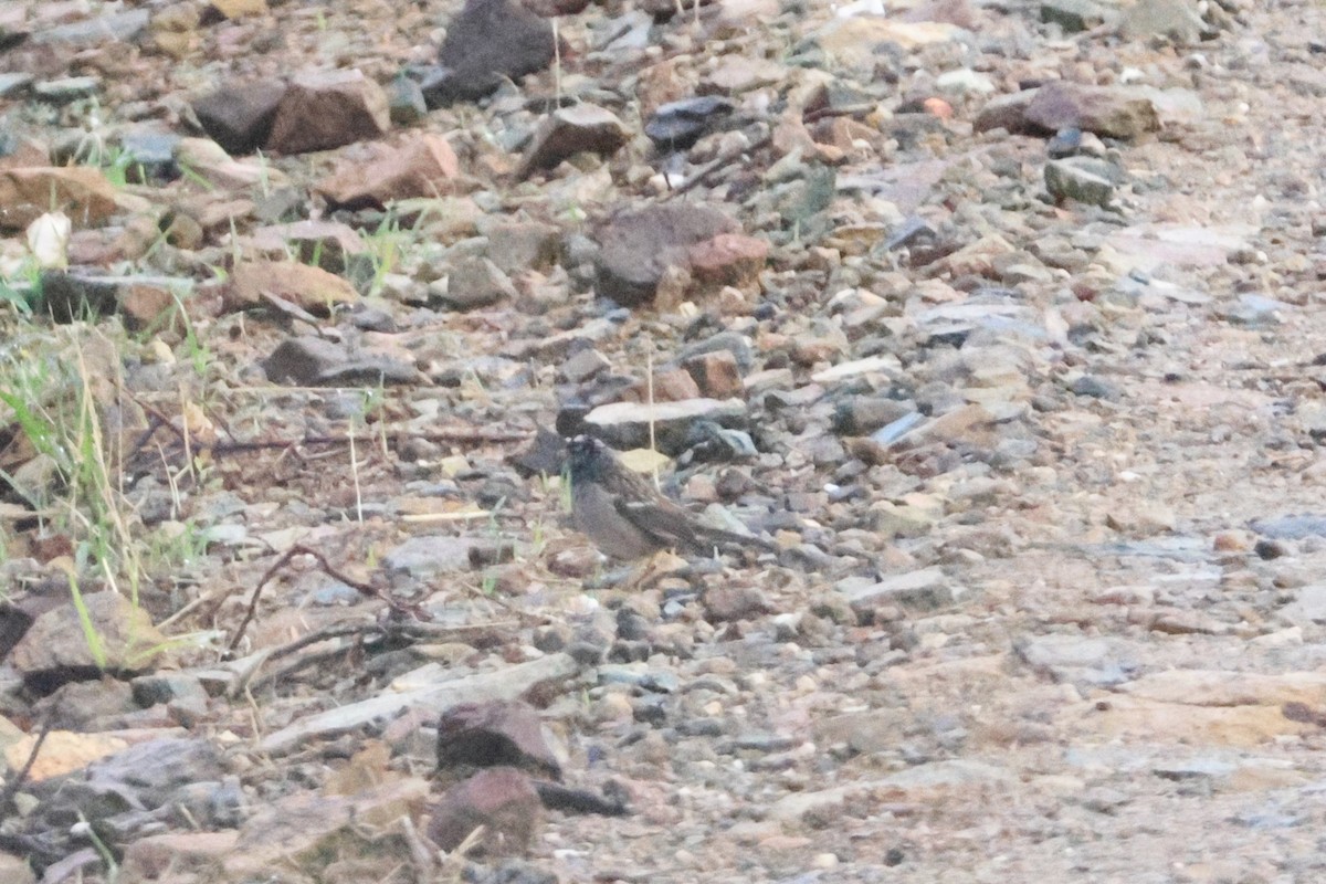 Zonotrichia sp. - ML643565239