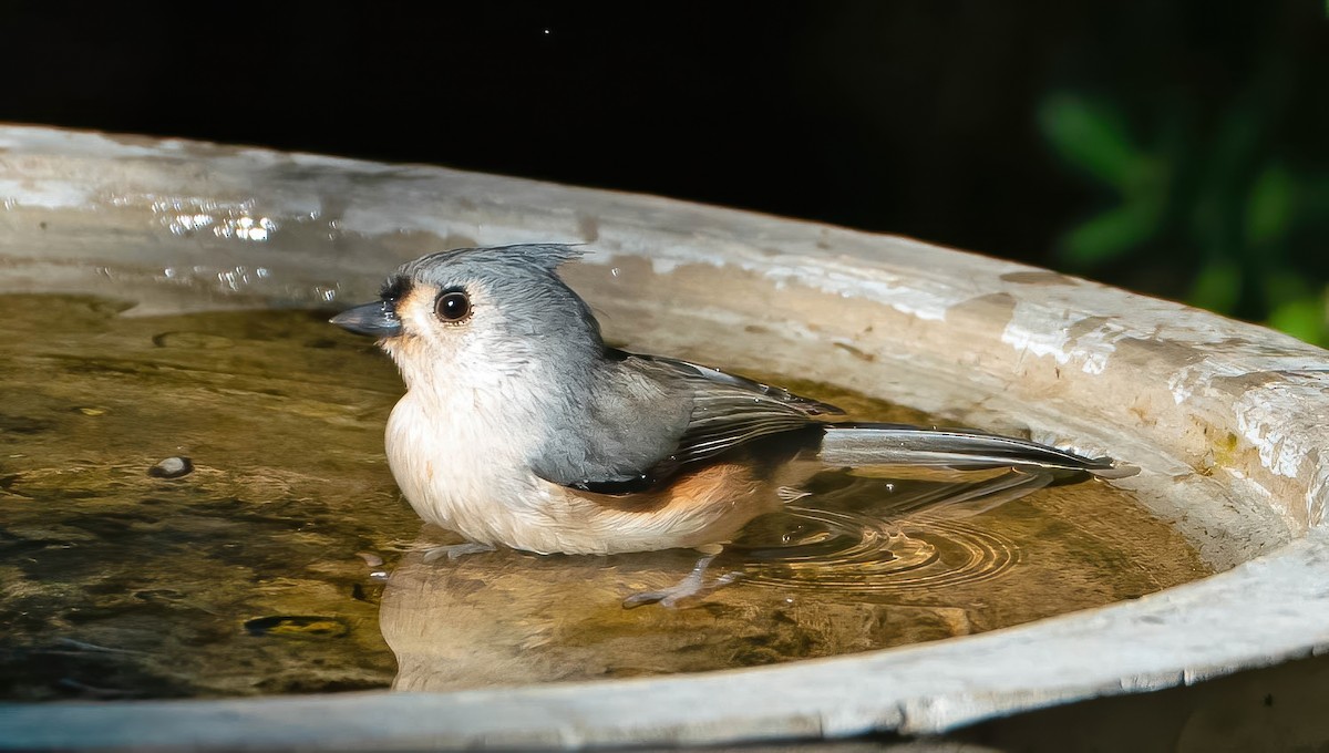Tufted Titmouse - ML643565243