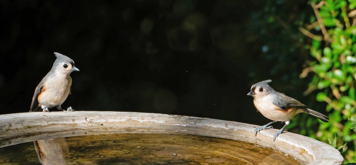 Tufted Titmouse - ML643565245
