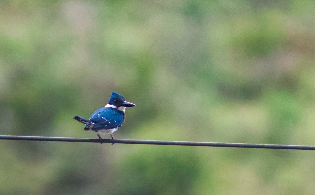 Green Kingfisher - ML643565248