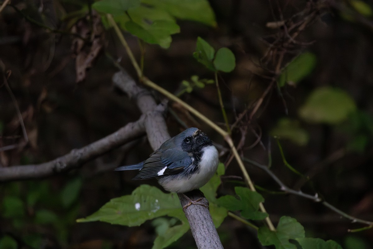 blåparula - ML643565249
