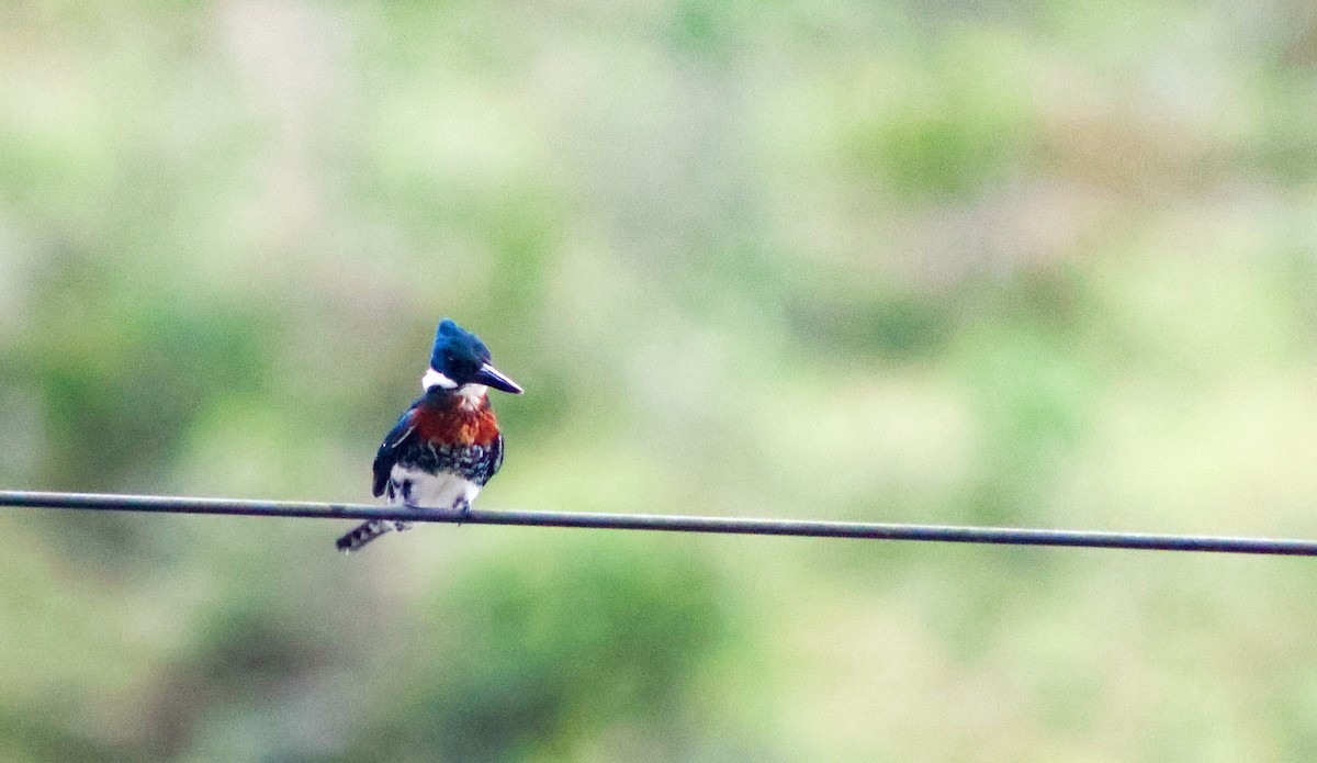 Green Kingfisher - ML643565250