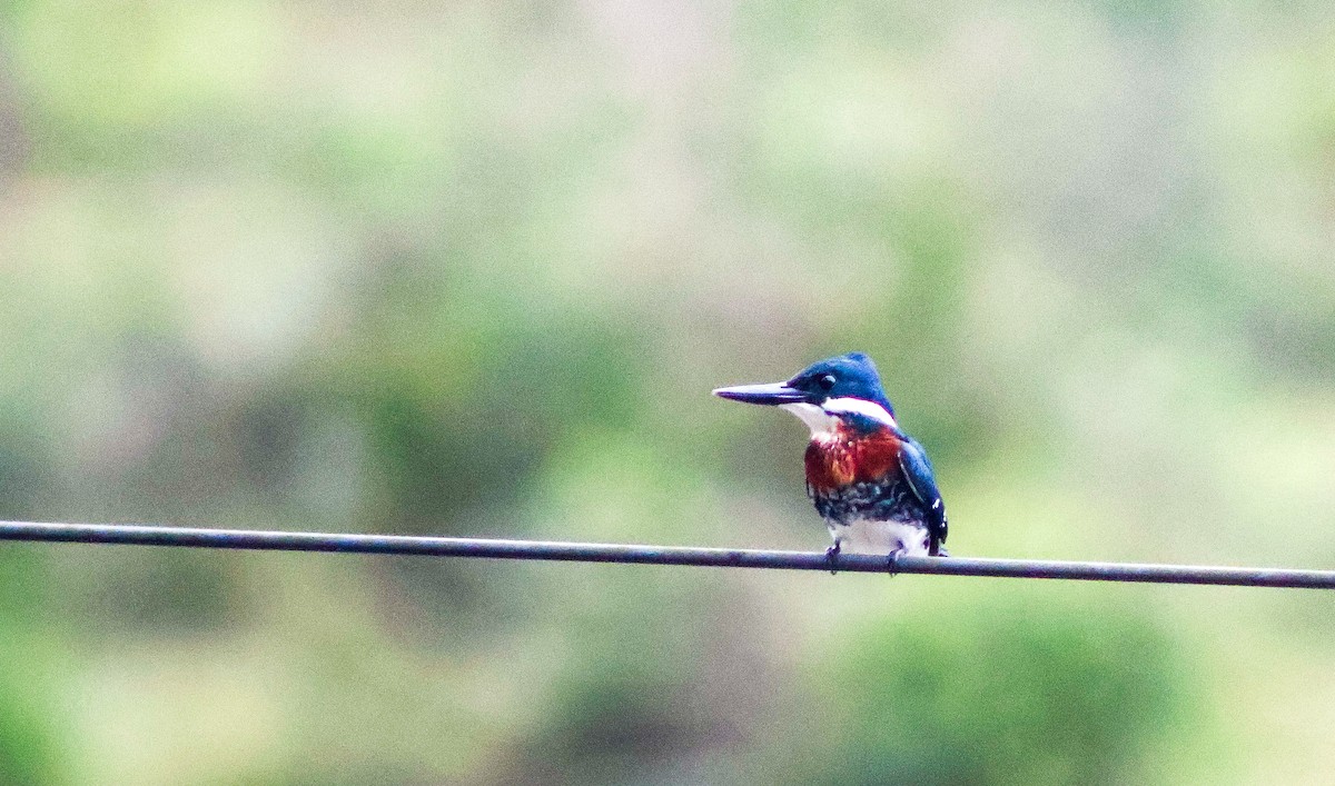Green Kingfisher - ML643565251