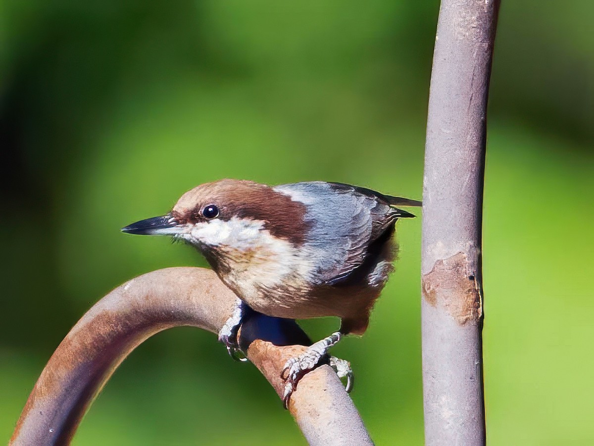 Brown-headed Nuthatch - ML643565260