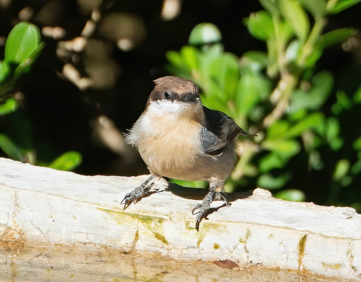 Brown-headed Nuthatch - ML643565261