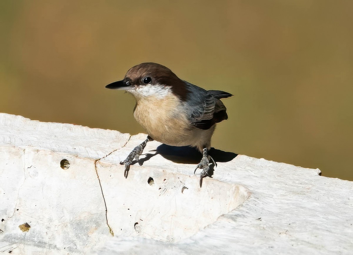 Brown-headed Nuthatch - ML643565262