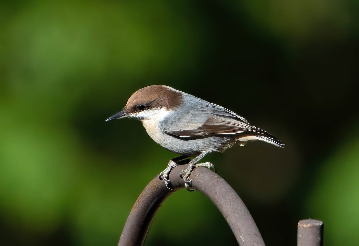 Brown-headed Nuthatch - ML643565263