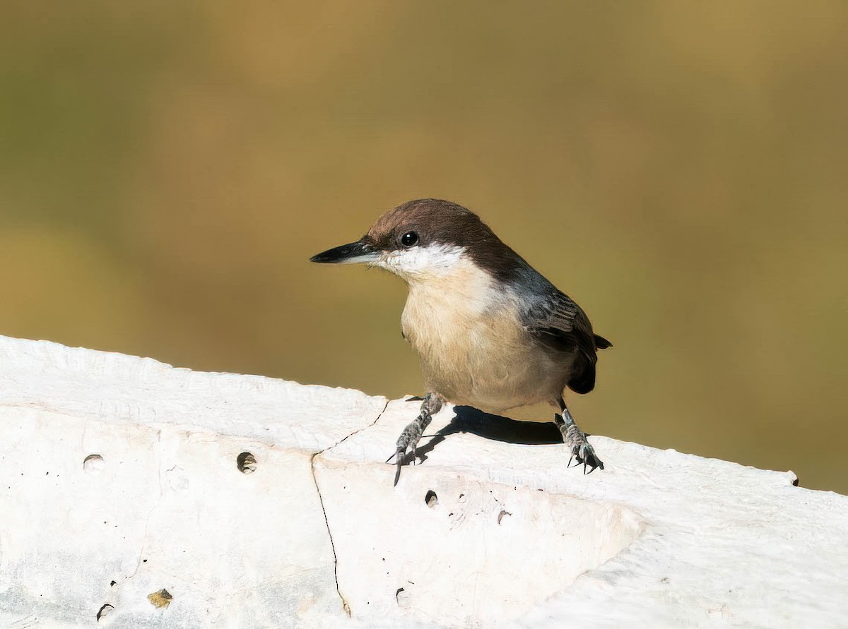 Brown-headed Nuthatch - ML643565264