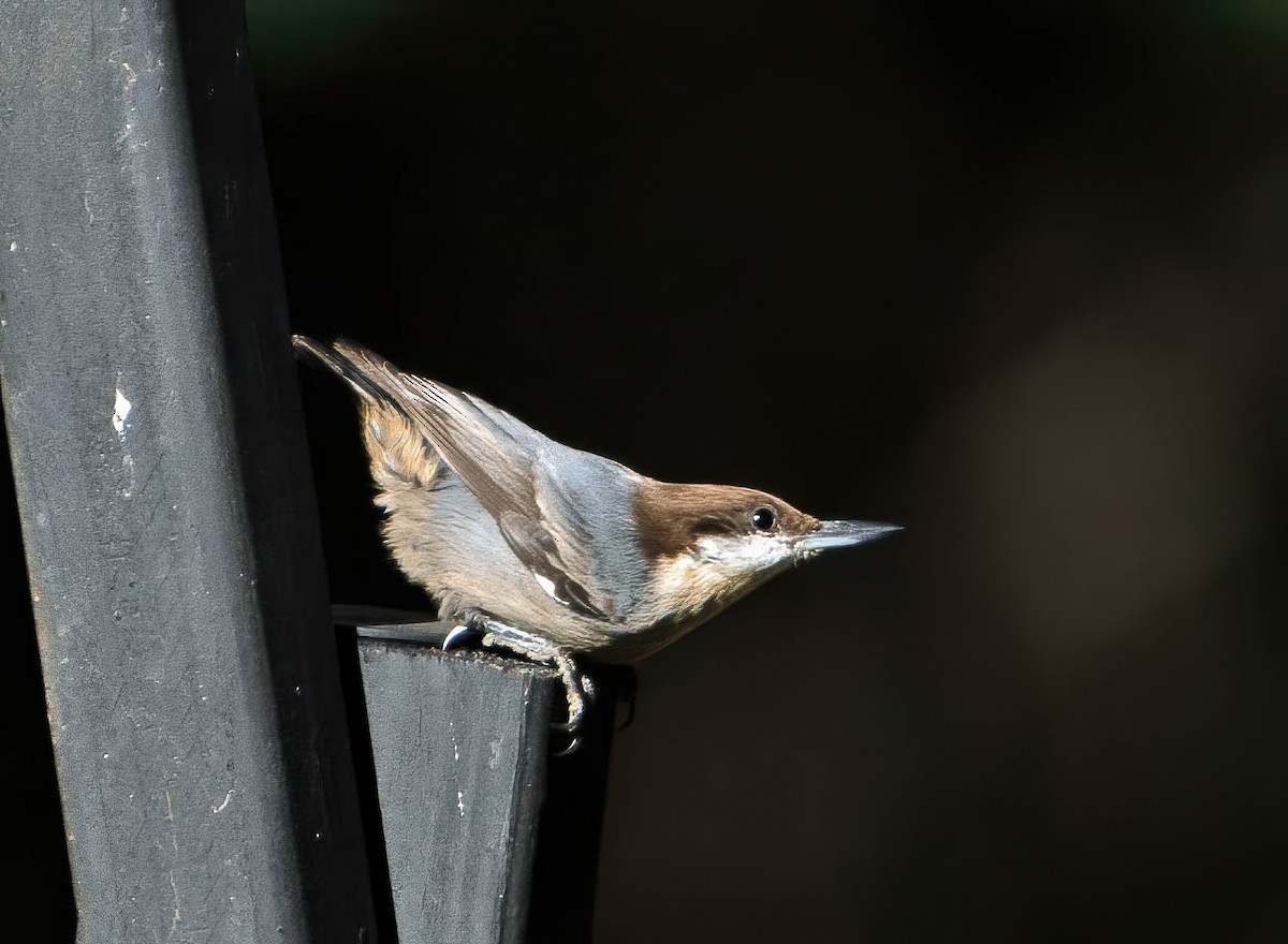 Brown-headed Nuthatch - ML643565265