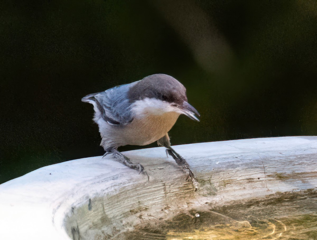 Brown-headed Nuthatch - ML643565266