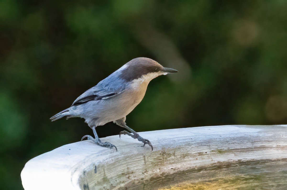 Brown-headed Nuthatch - ML643565267