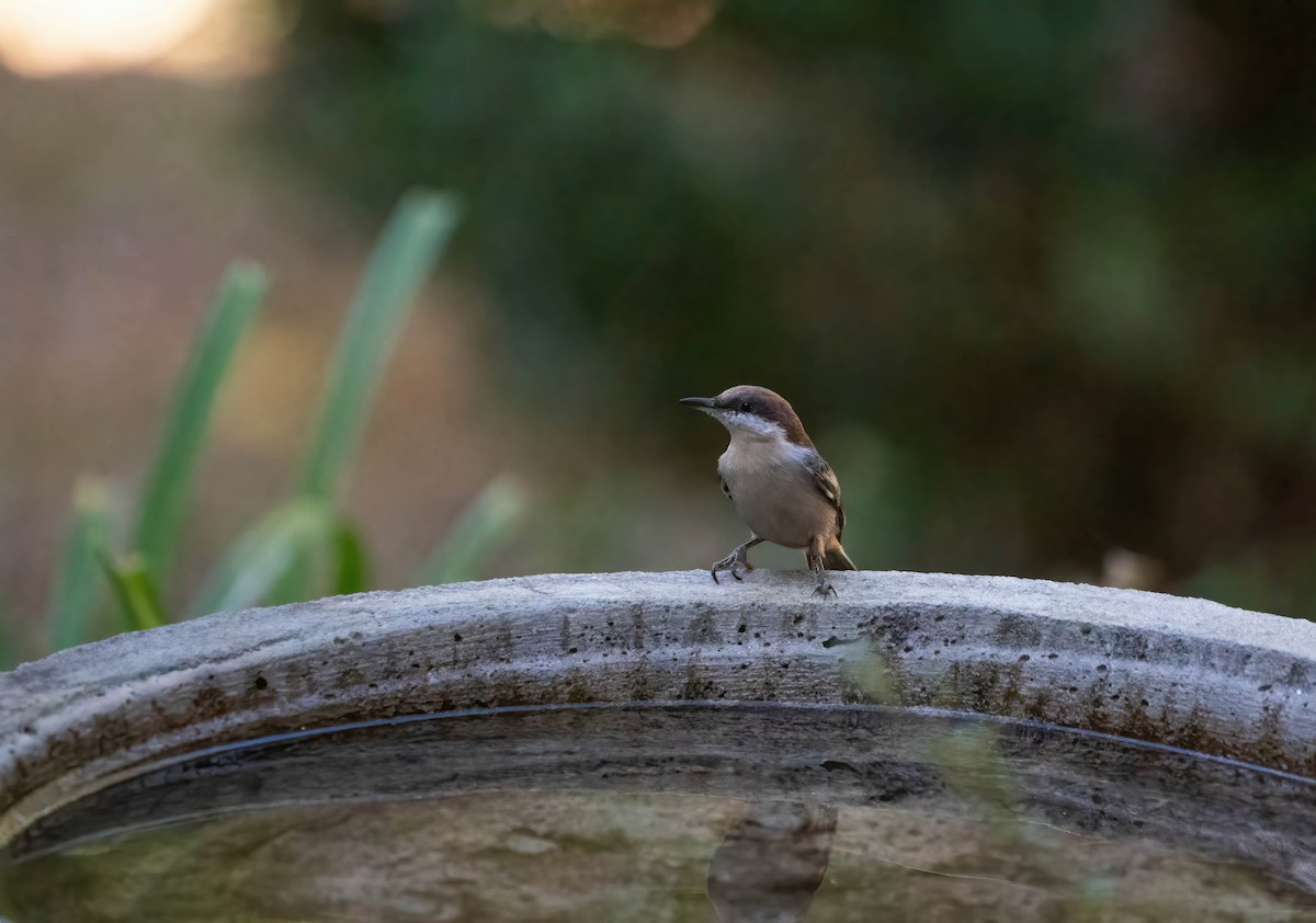 Brown-headed Nuthatch - ML643565268