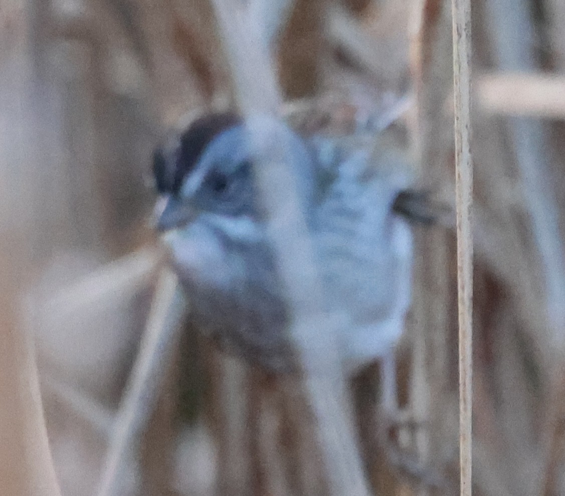 Swamp Sparrow - ML643565272