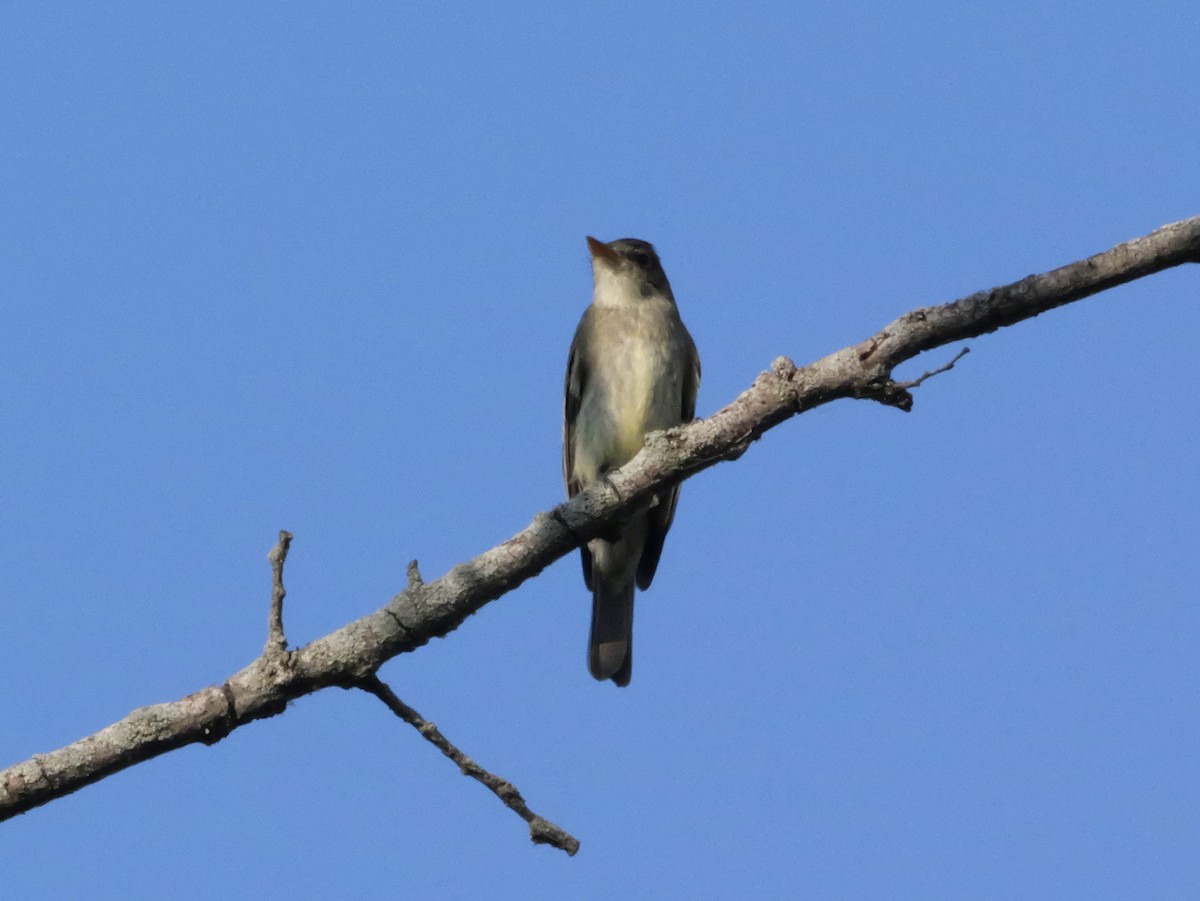 Eastern Wood-Pewee - ML643565285