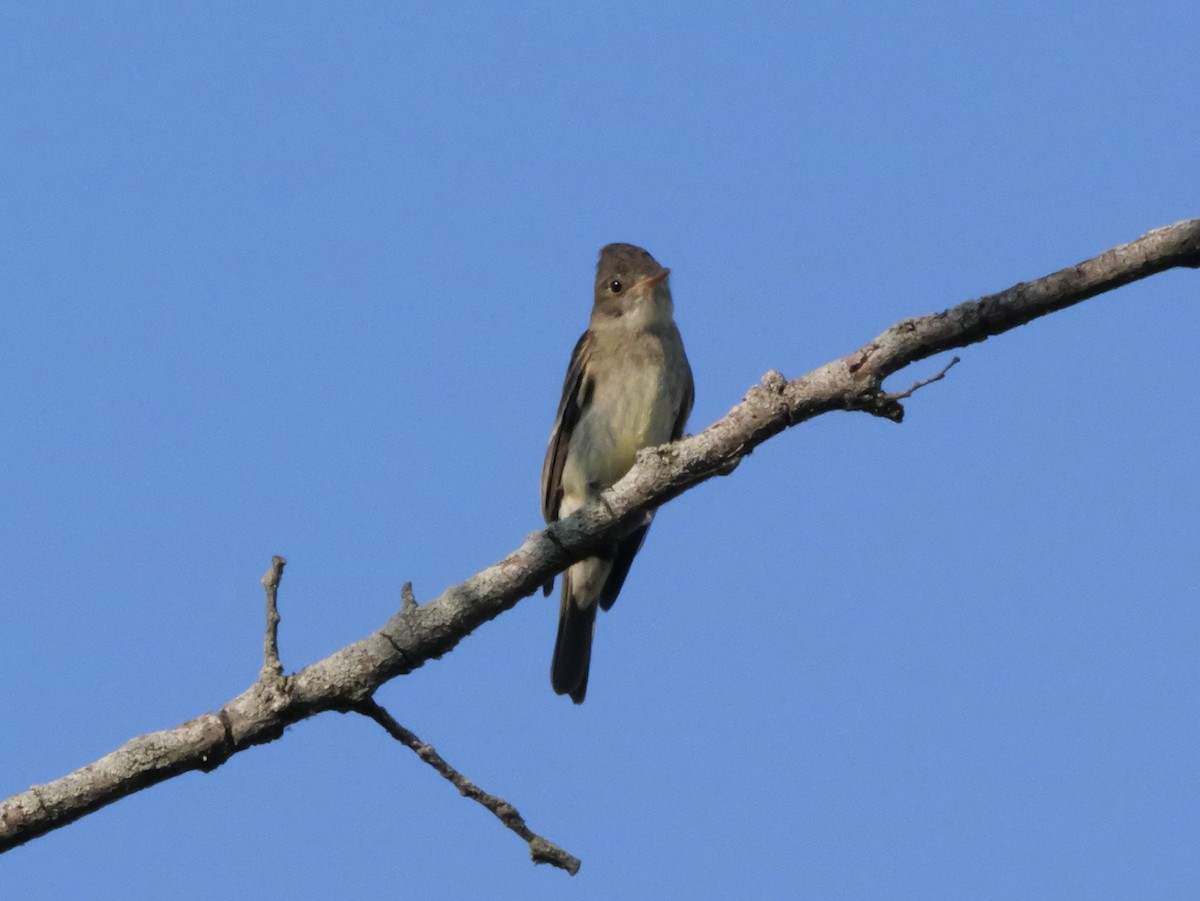 Eastern Wood-Pewee - ML643565286